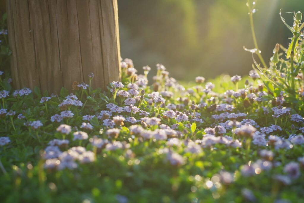 New life and growth in the Light