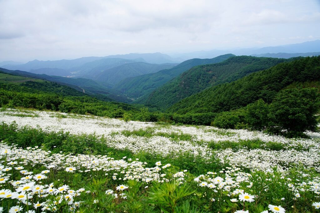 Myriads of flowers in nature