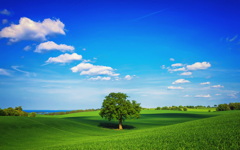 Beautiful blue sky day with light clouds and treen in an open field of green grass